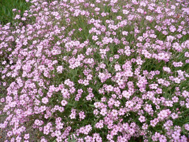 Creeping baby's breath 'Rosea'