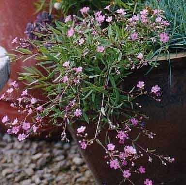 Creeping baby's breath 'Rosea'