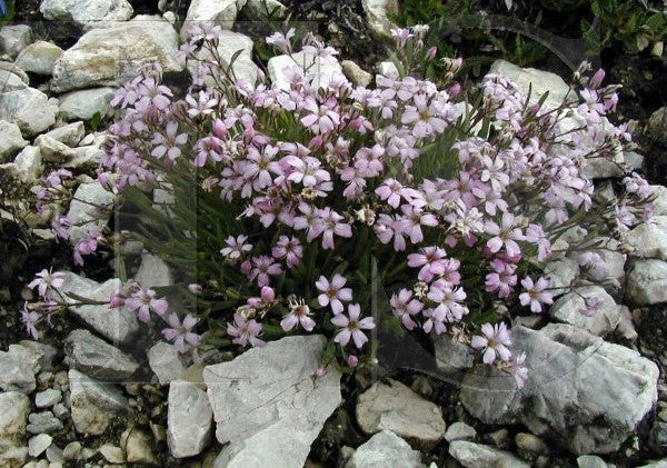 Creeping baby's breath 'Rosea'