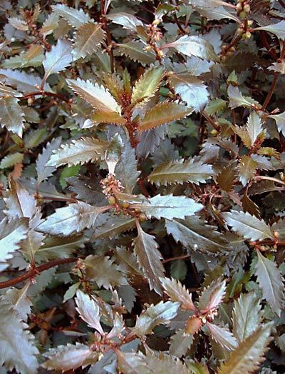 Haloragis erecta 'Wellington Bronze'