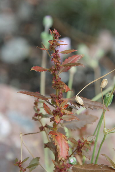 Haloragis erecta 'Wellington Bronze'