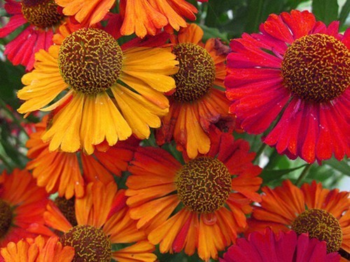 Helenium autumnale 'Helena Mix'