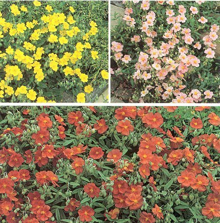 Helianthemum nummularium