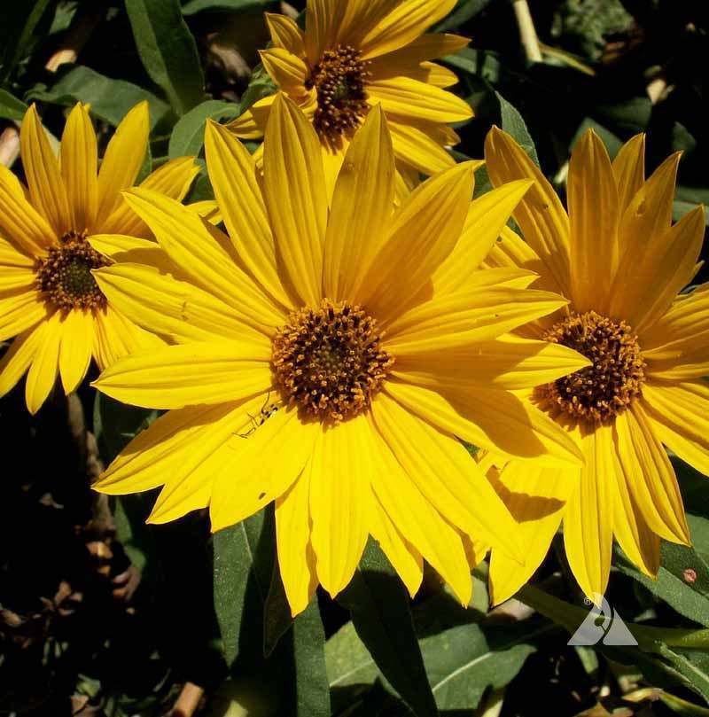Helianthus maximillianii