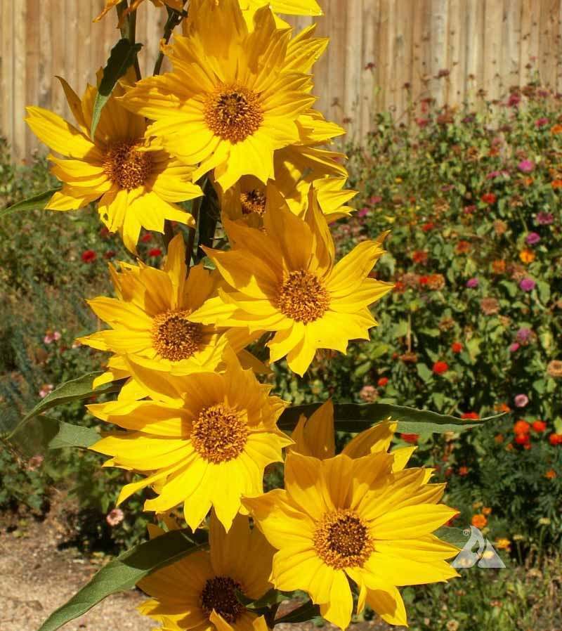 Helianthus maximillianii