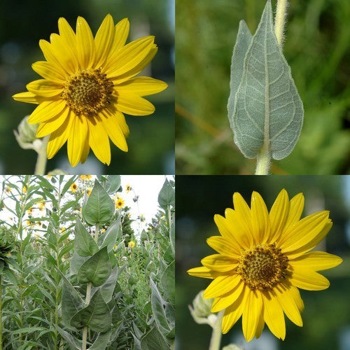 Helianthus mollis