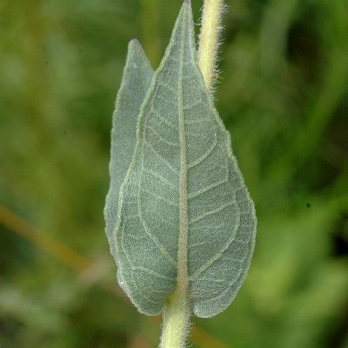 Helianthus mollis