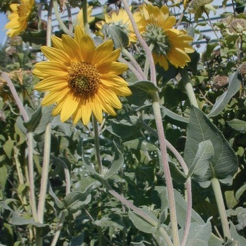 Helianthus mollis