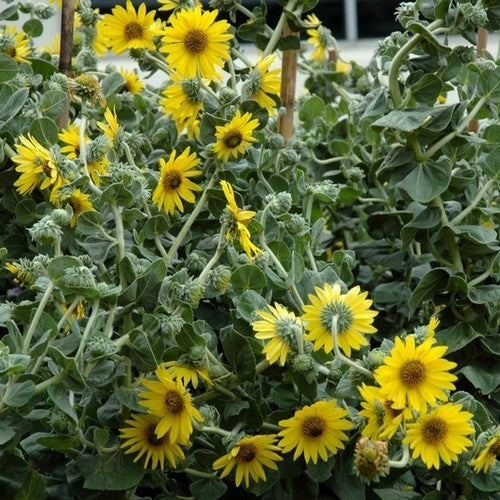 Helianthus mollis