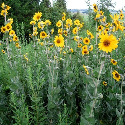 Helianthus mollis