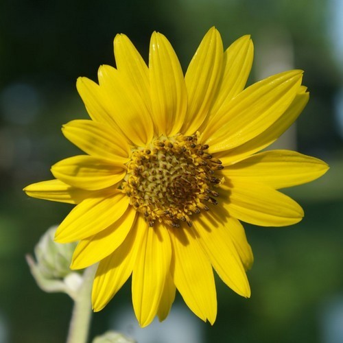 Helianthus mollis