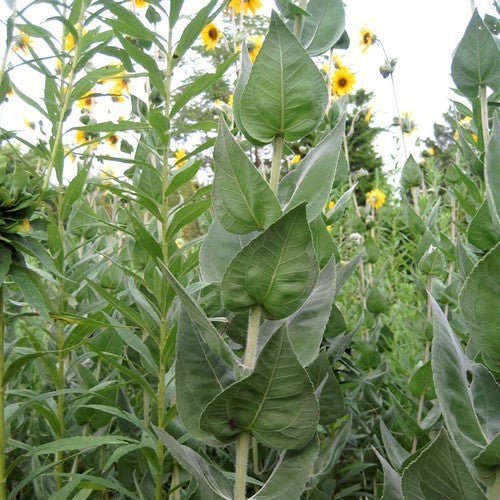 Helianthus mollis