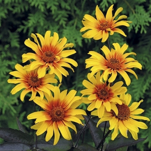 Heliopsis helianthoides var scabra 'Burning Hearts'
