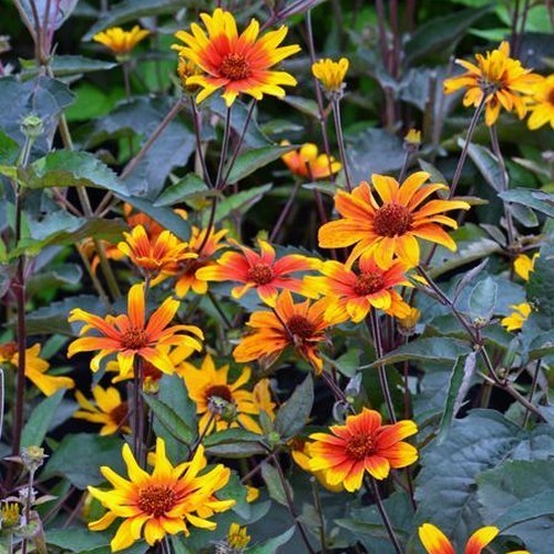 Heliopsis helianthoides var scabra 'Burning Hearts'