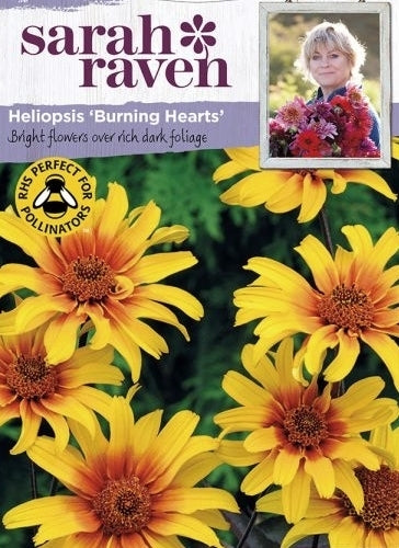 Heliopsis helianthoides var scabra 'Burning Hearts'