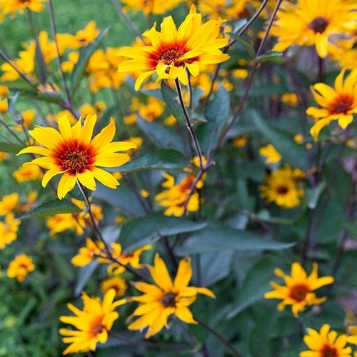 Heliopsis helianthoides var scabra 'Burning Hearts'