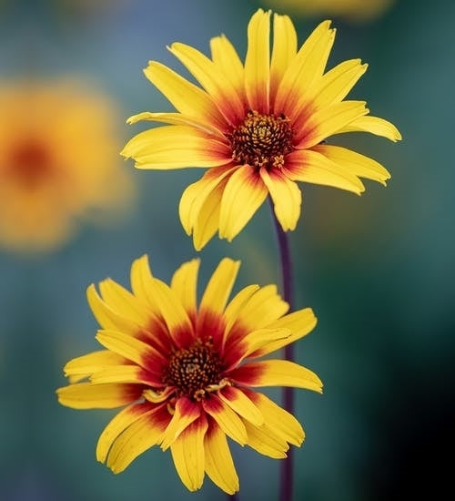 Heliopsis helianthoides var scabra 'Burning Hearts'