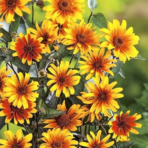Heliopsis helianthoides var scabra 'Burning Hearts'