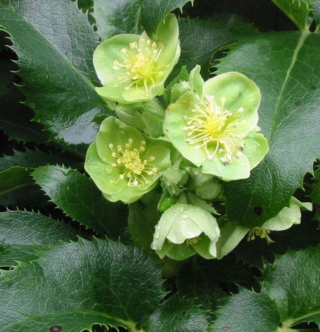 Helleborus argutifolius