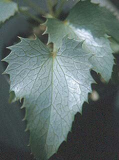 Helleborus argutifolius