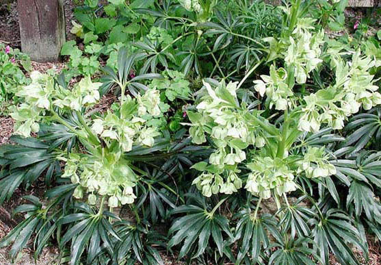 Helleborus argutifolius