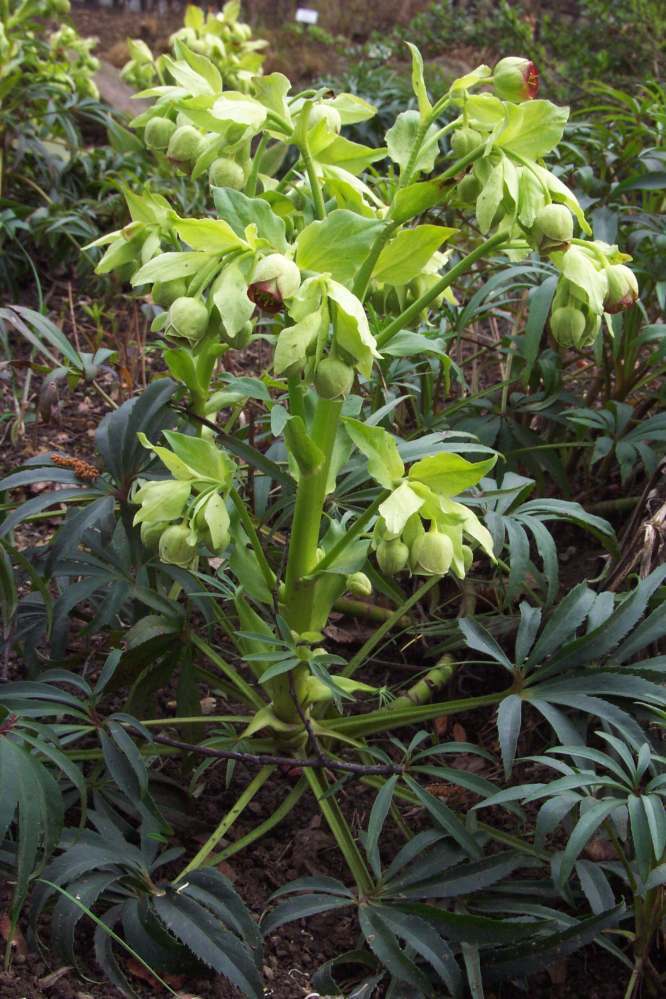 Helleborus foetidus