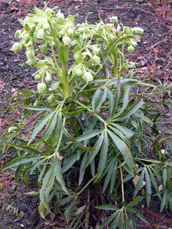 Helleborus foetidus