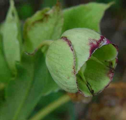 Helleborus foetidus