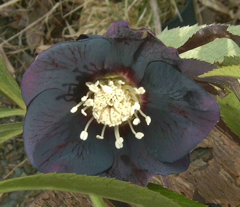 Helleborus -Hybriden 'Black Beauty'