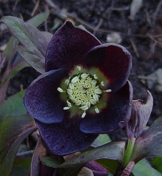 Helleborus -Hybriden 'Black Beauty'