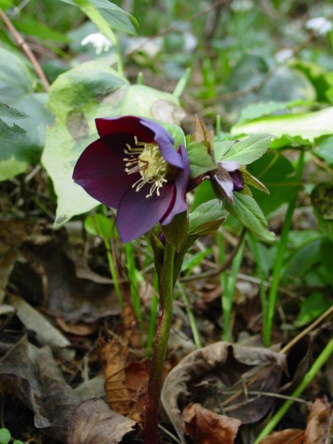 Helleborus -Hybriden 'Black Beauty'