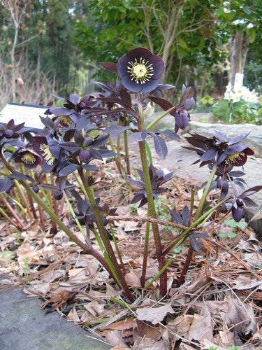 Helleborus -Hybriden 'Black Beauty'