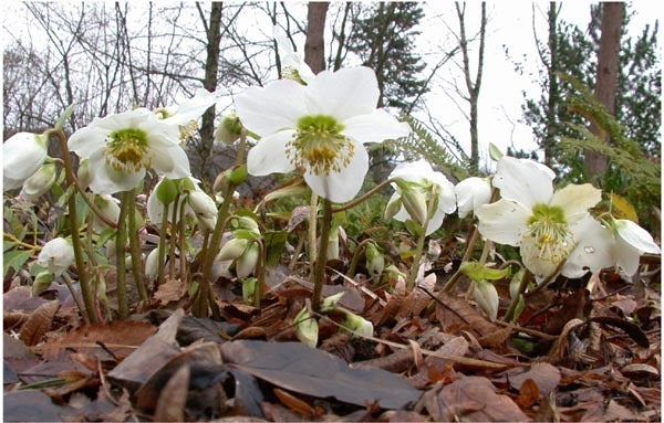 Helleborus niger