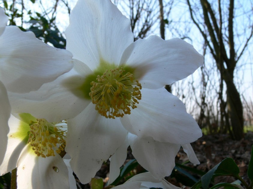 Helleborus niger