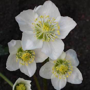 Helleborus niger