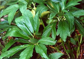 Helleborus niger