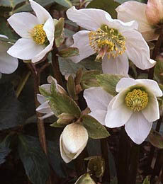 Helleborus niger