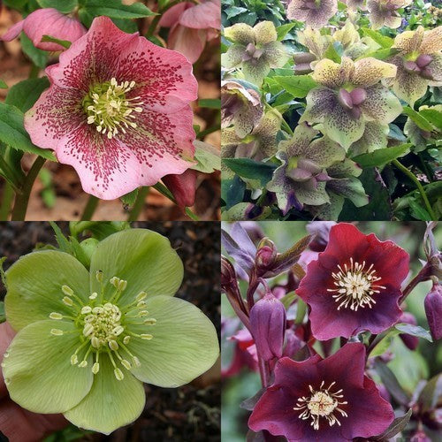 Helleborus orientalis 'Mixed Hybrids'
