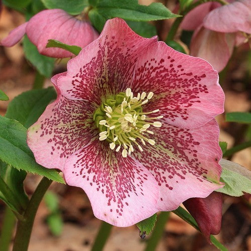 Helleborus orientalis 'Mixed Hybrids'