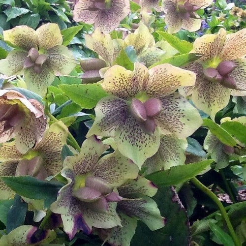Helleborus orientalis 'Mixed Hybrids'
