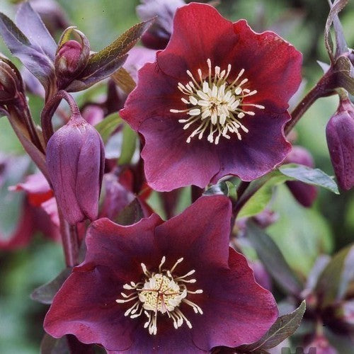 Helleborus orientalis 'Mixed Hybrids'