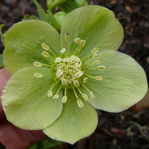 Helleborus orientalis 'Mixed Hybrids'