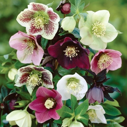 Hellebore 'Winter Flowering Mixed'