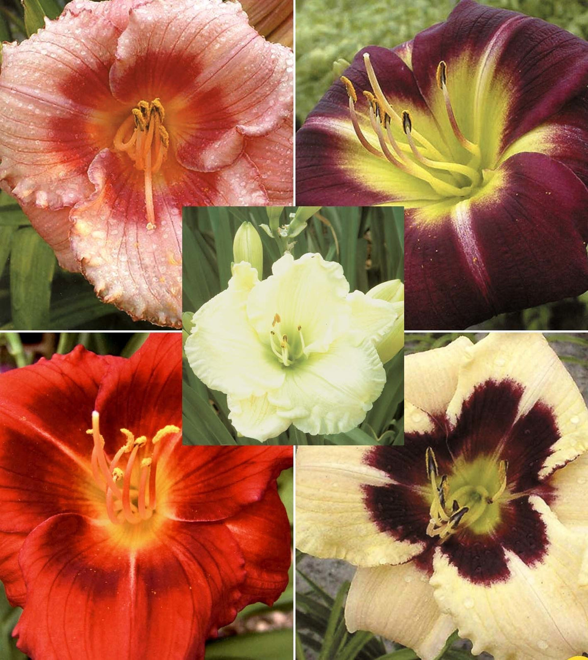 Hemerocallis Hybrids 'Ton de Waard'