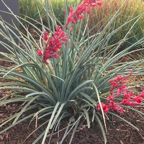 Hesperaloe parviflora