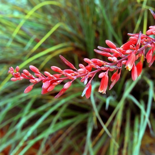 Hesperaloe parviflora
