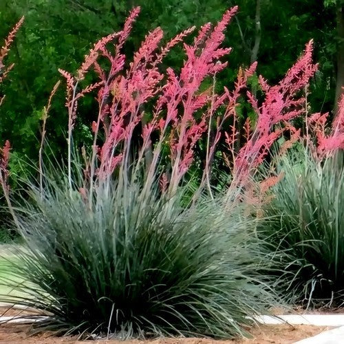 Hesperaloe parviflora