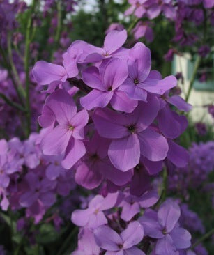 Hesperis matronalis 'Violet'