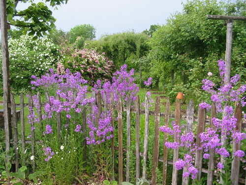 Hesperis matronalis 'Violet'