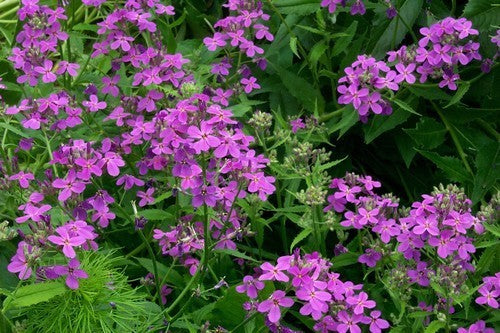Hesperis matronalis 'Violet'